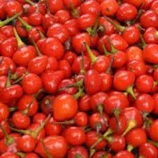 Wiri Wiri Pepper Capsicum frutescens for planting in spice garden