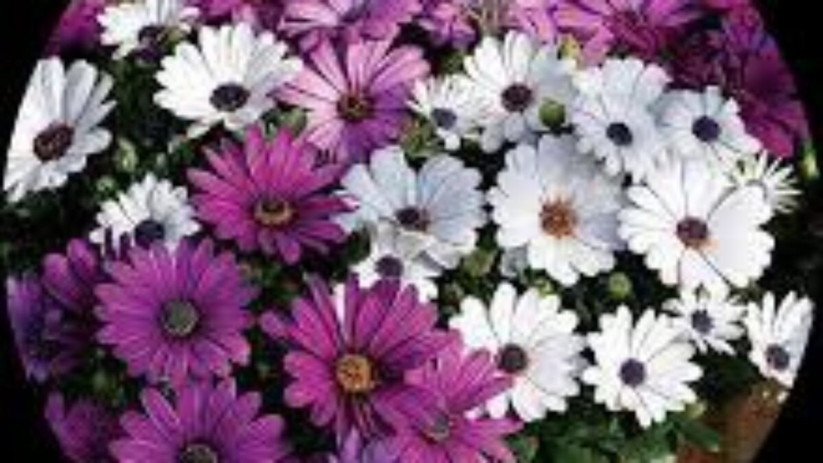 Osteospermum Akila Mix Seeds