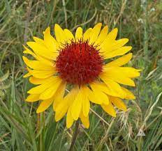Yellow Gaillardia Seeds for Planting - NON GMO Seeds Dhara Seeds
