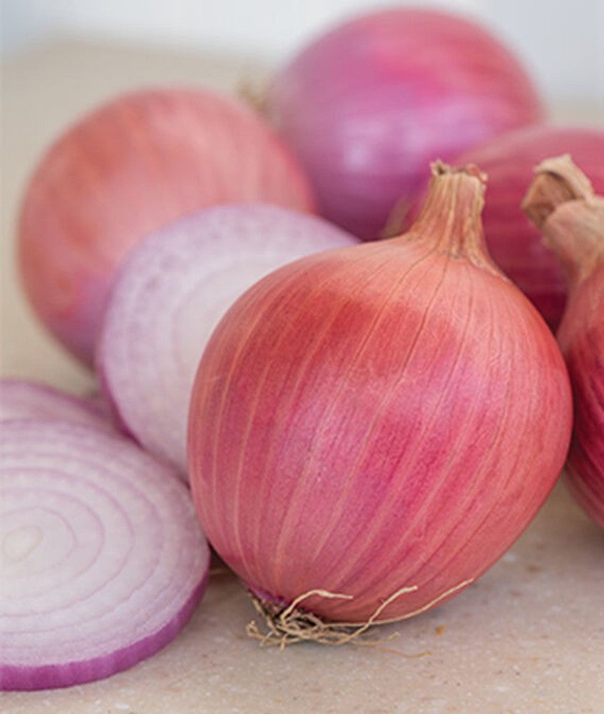 Onion Blush Allium cepa vegetable seeds for planting in home garden or raised beds