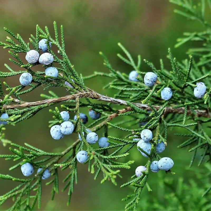 Blue Juniper Berry Seeds – Heirloom, Non-GMO Fruit Seeds for Planting Unique Garden Berries