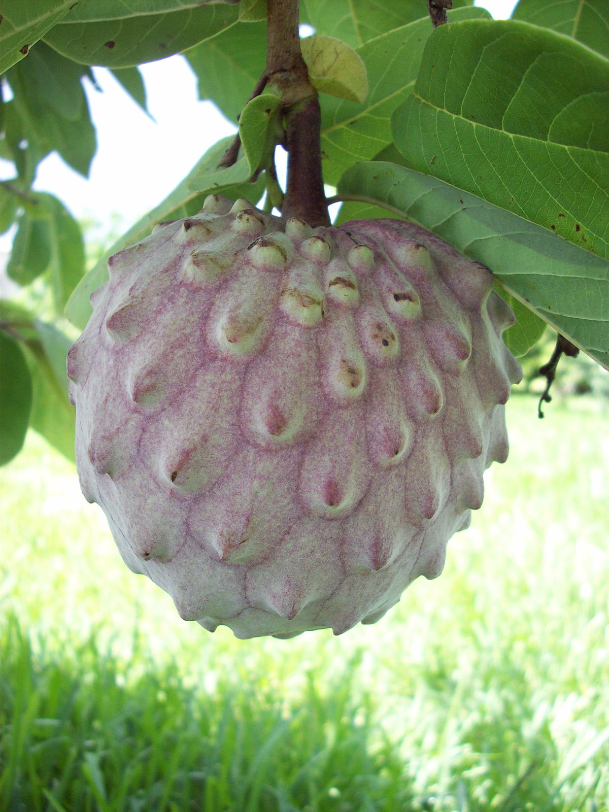 Ilama (Annona diversifolia)