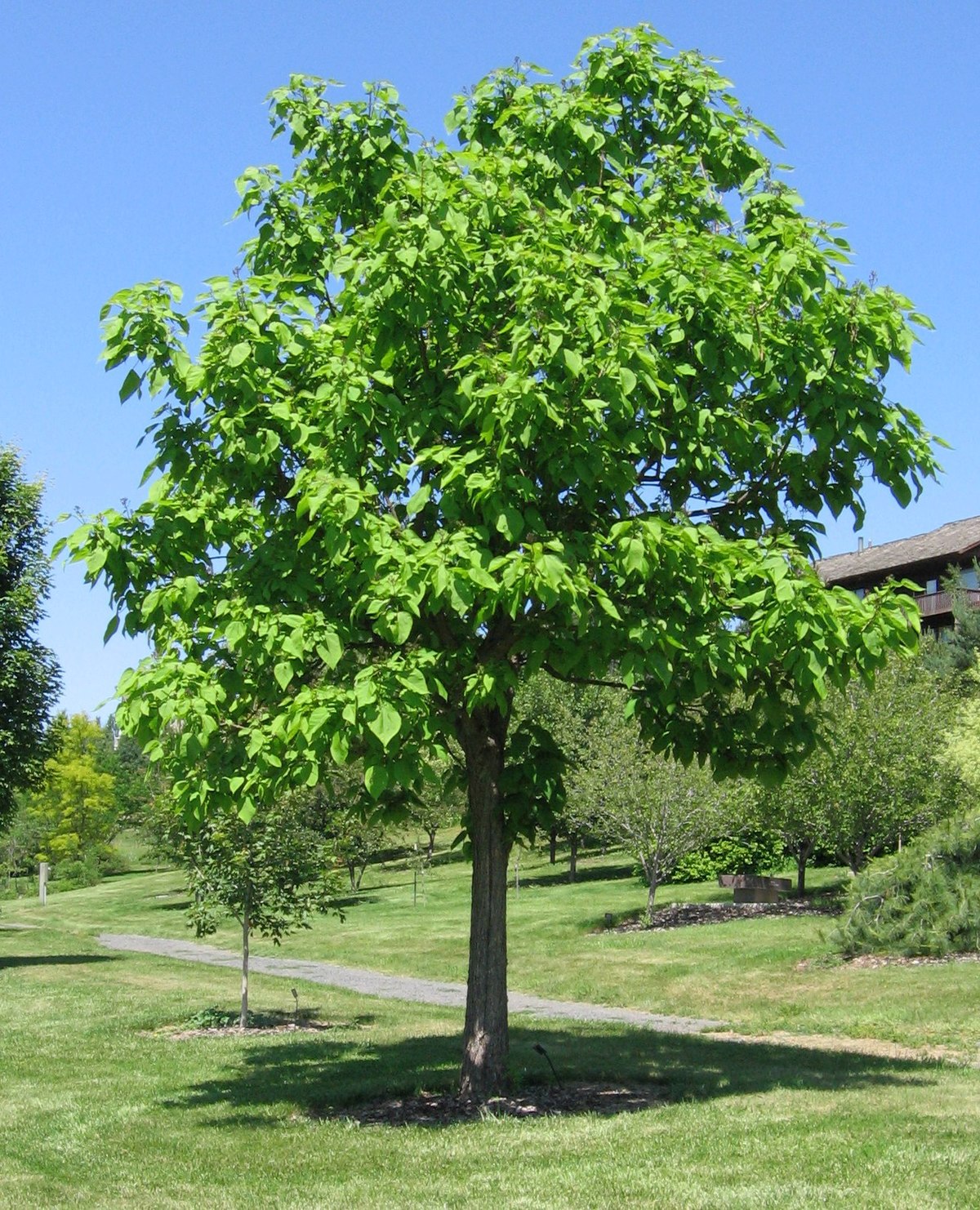 Northern Catalpa Trees