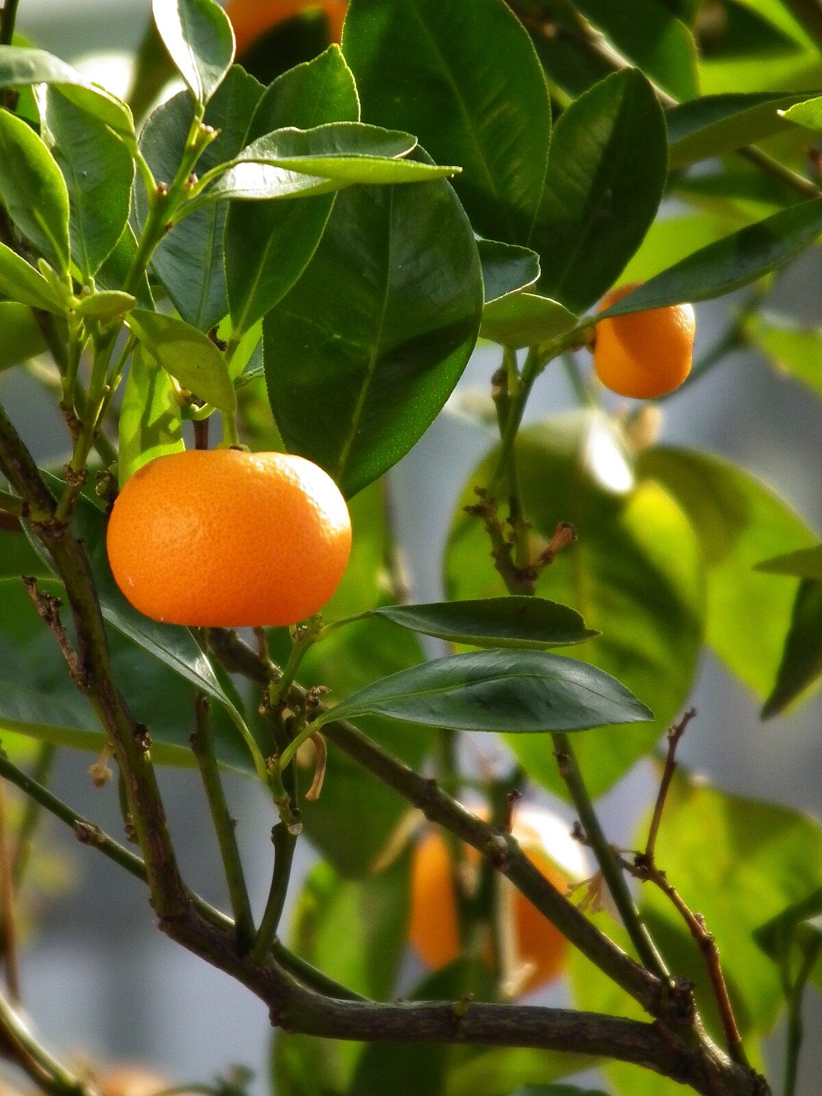 Mandarine (Citrus reticulata) Seeds