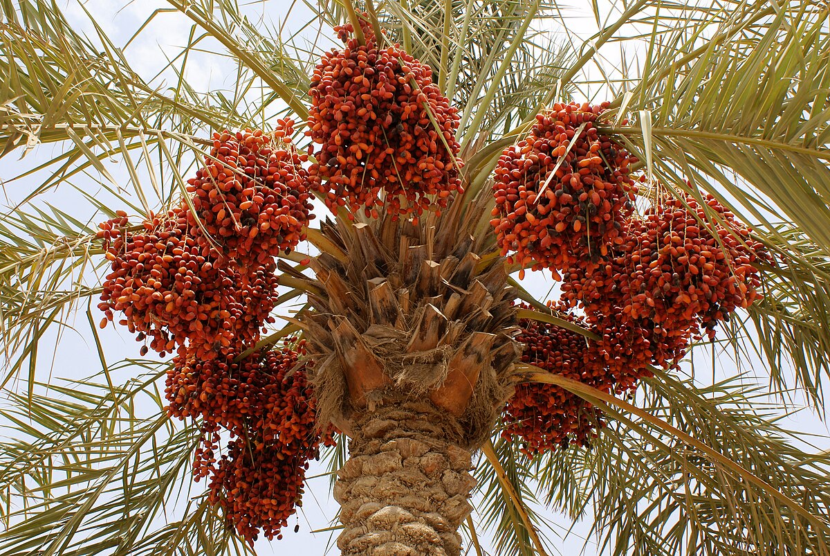 Date Palm (Phoenix dactylifera)