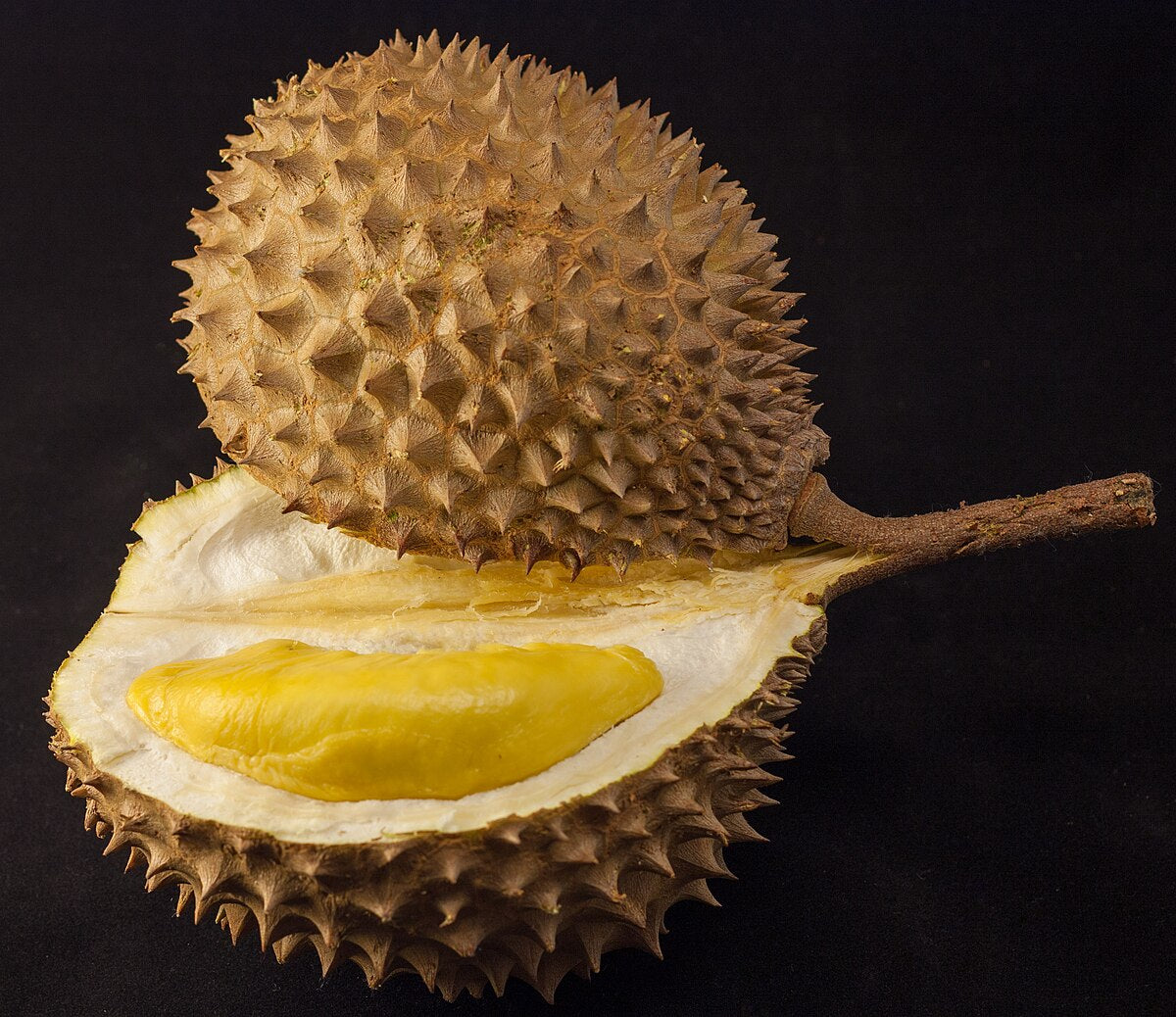 Durian (Durio spp.)