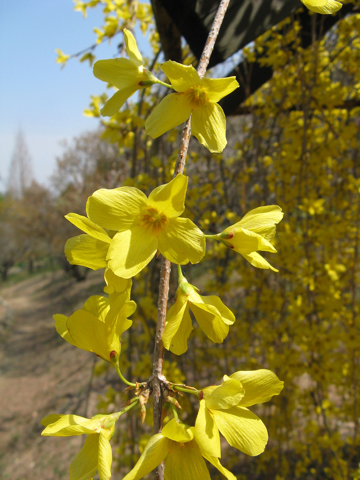 Weeping Forsythia Bush