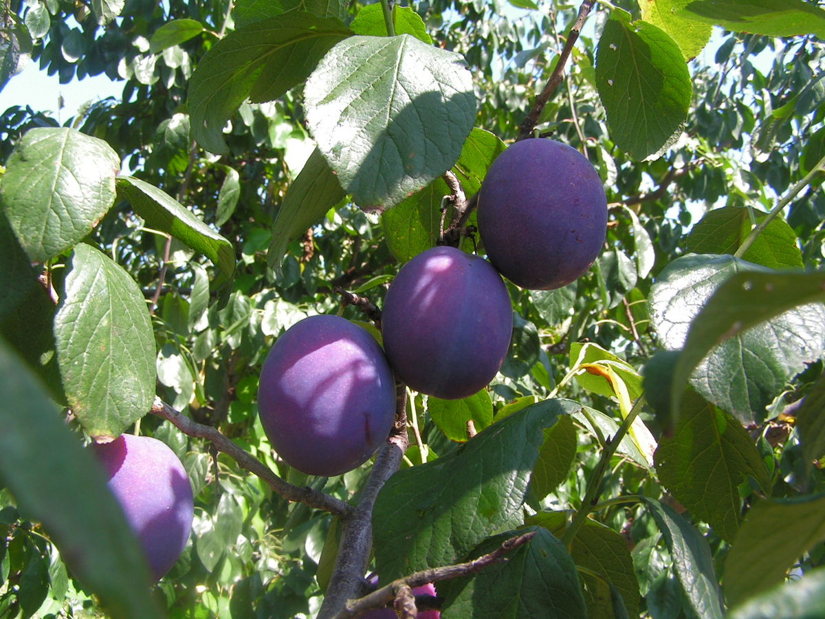 Zwetschge European Plum Seeds (Prunus domestica var. Zwetschge)