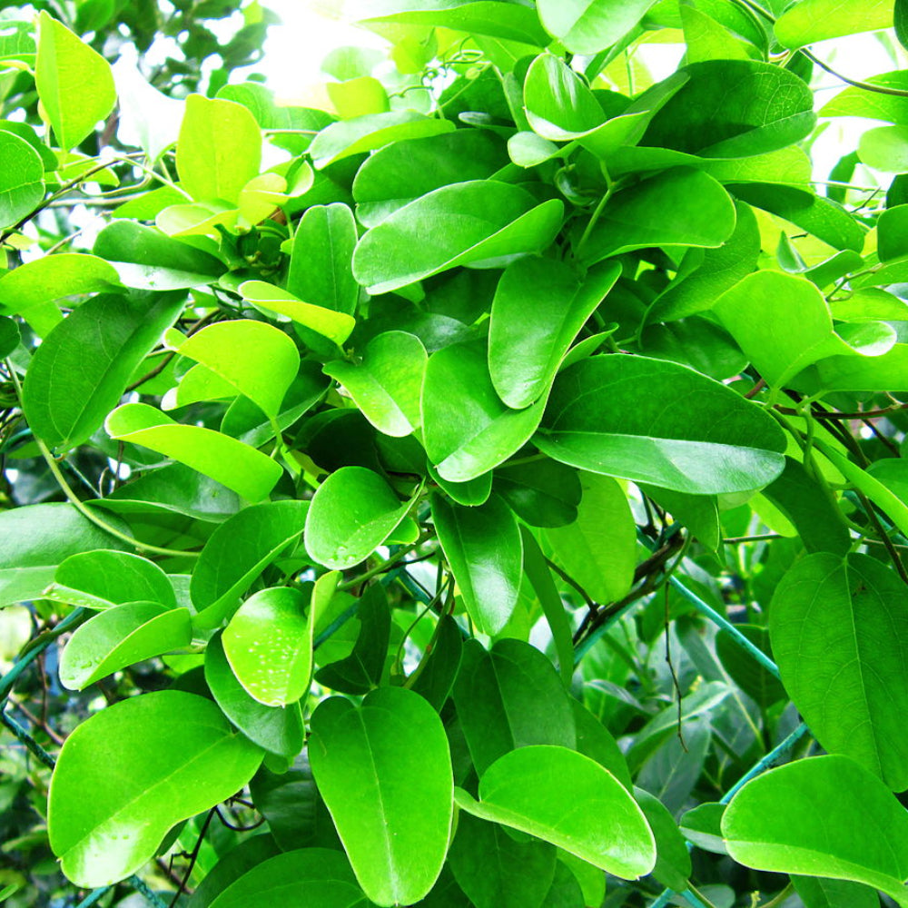 Yanang Tiliacora Triandra Fruit Seeds for Planting - Growing Unique Jello Fruits, Heirloom Seeds