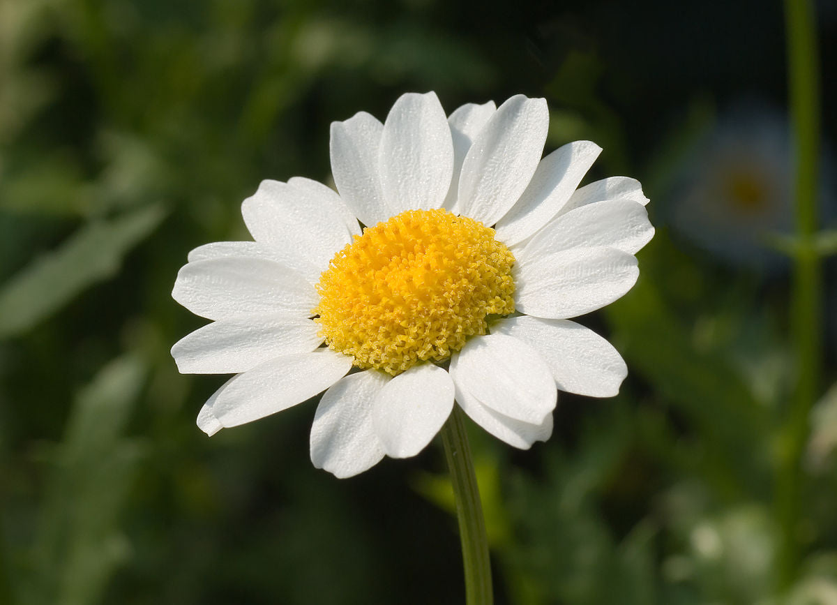 Chrysanthemum paludosum