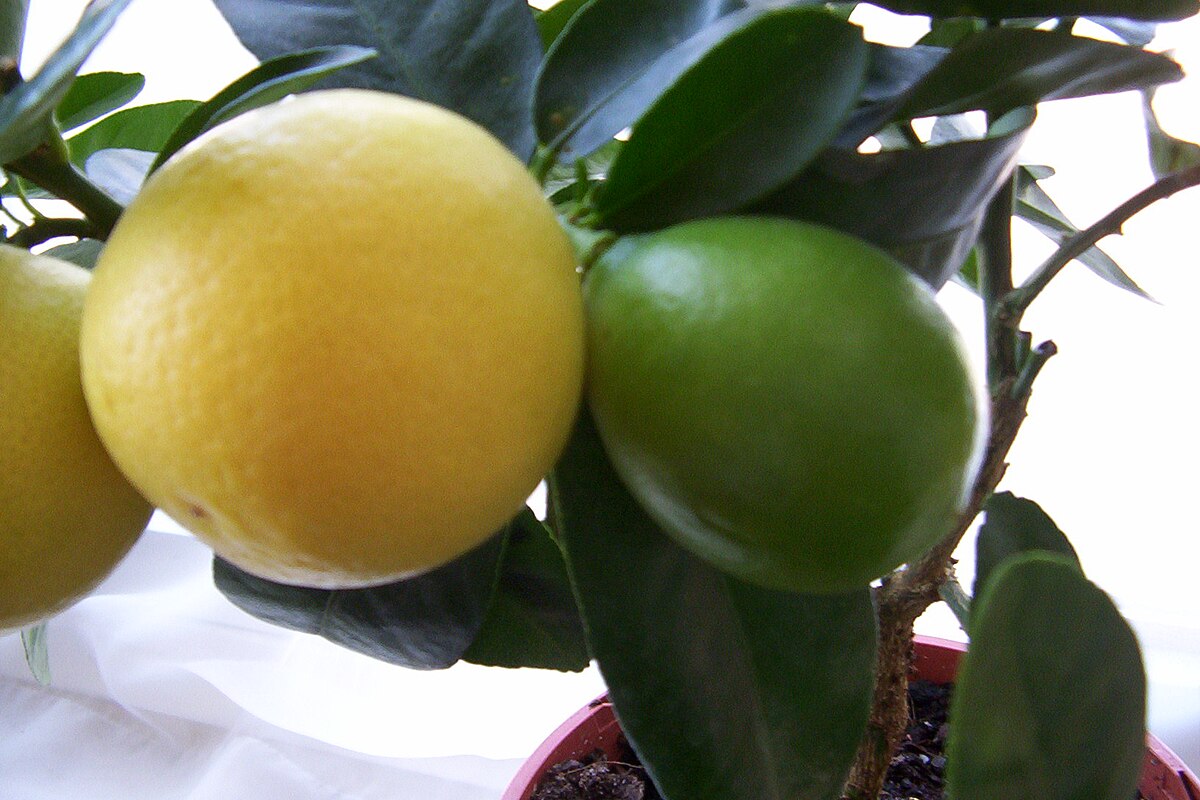 Limequat (Citrus x floridana)