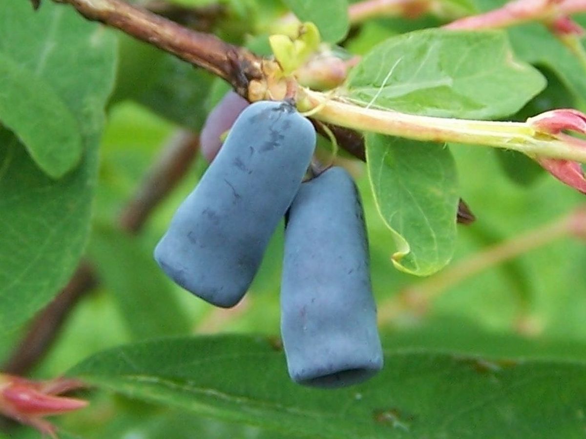 Honeysuckle (Lonicera spp.)