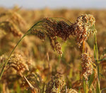 White Proso Millet Seeds for Planting - NON GMO Seeds Dhara Seeds