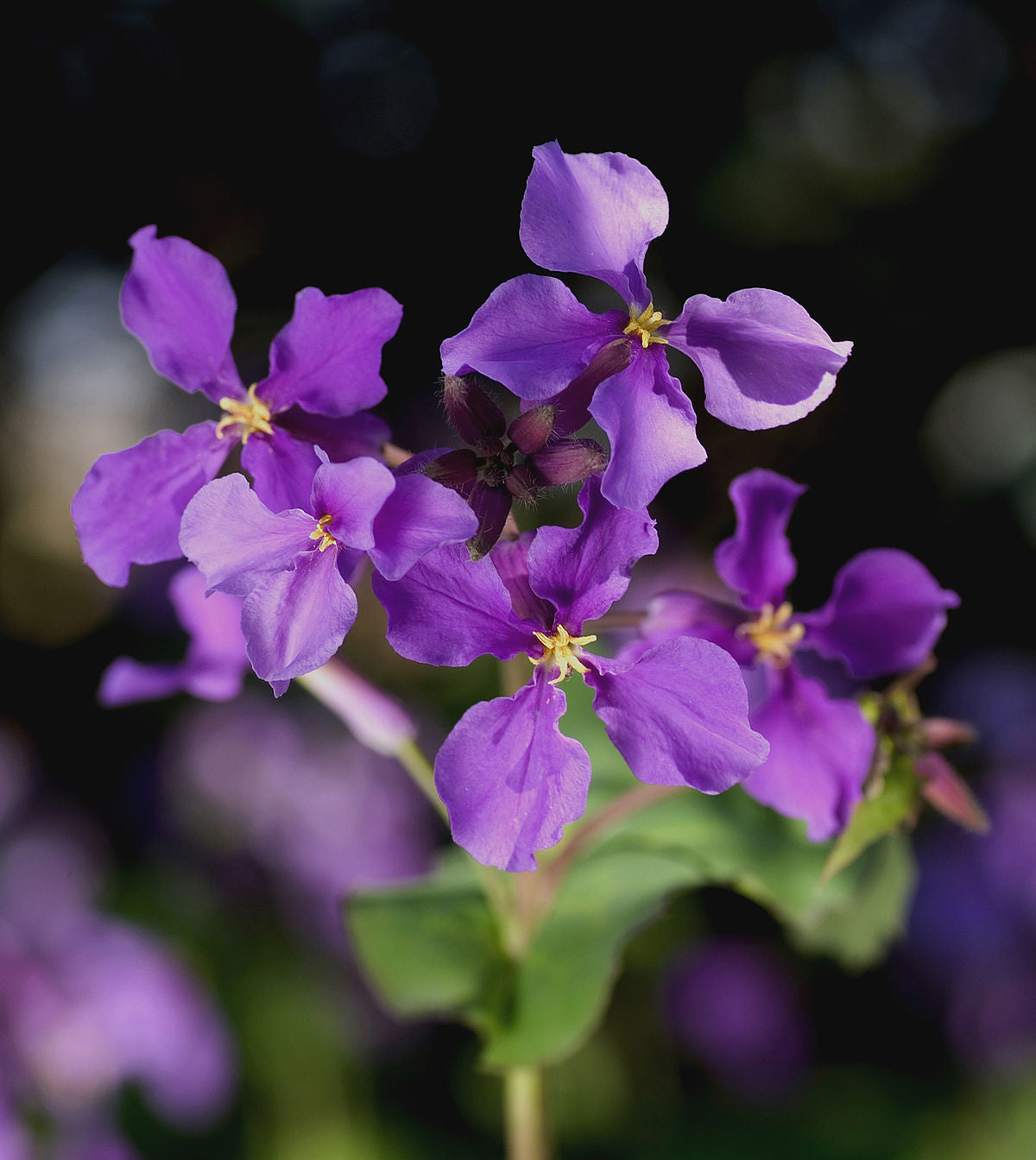 Chinese Violet Cress Seeds