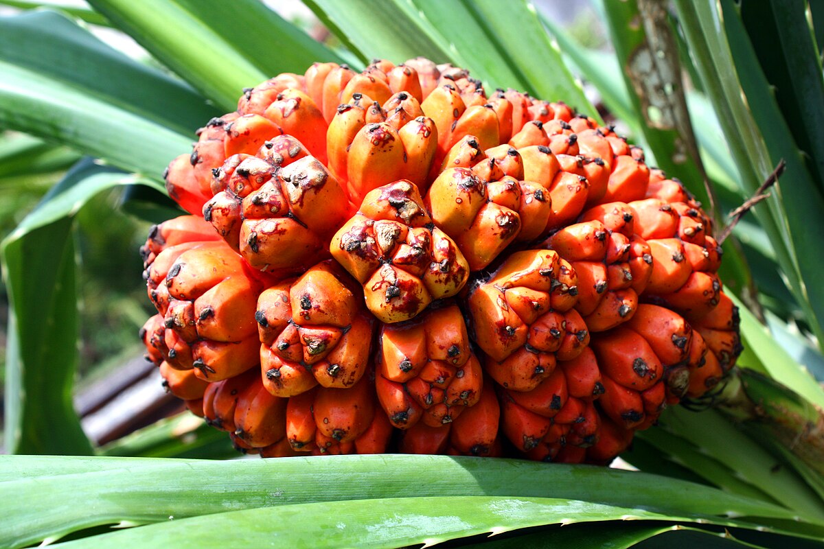 Hala Fruit (Pandanus tectorius)