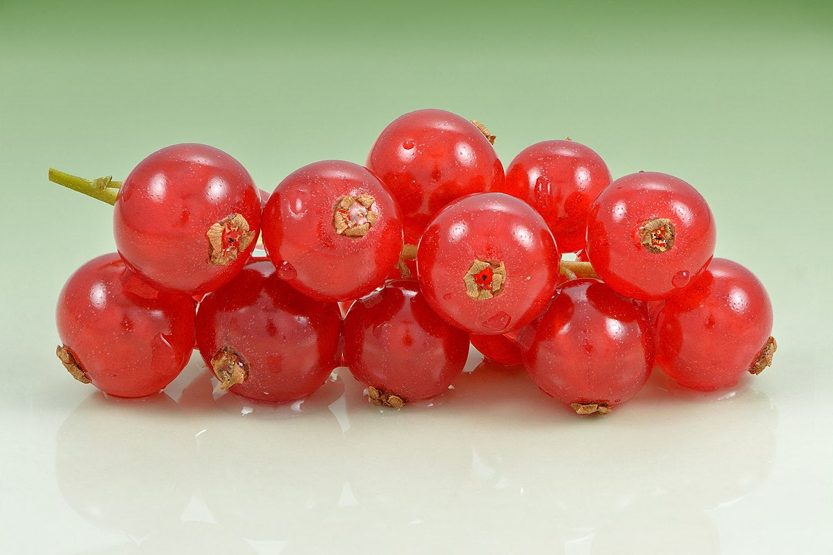 Redcurrant – Tangy & Refreshing Berry Delight