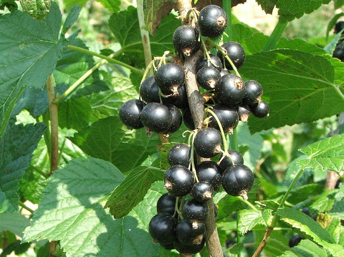 HUCKLEBERRY SEEDS, GARDEN