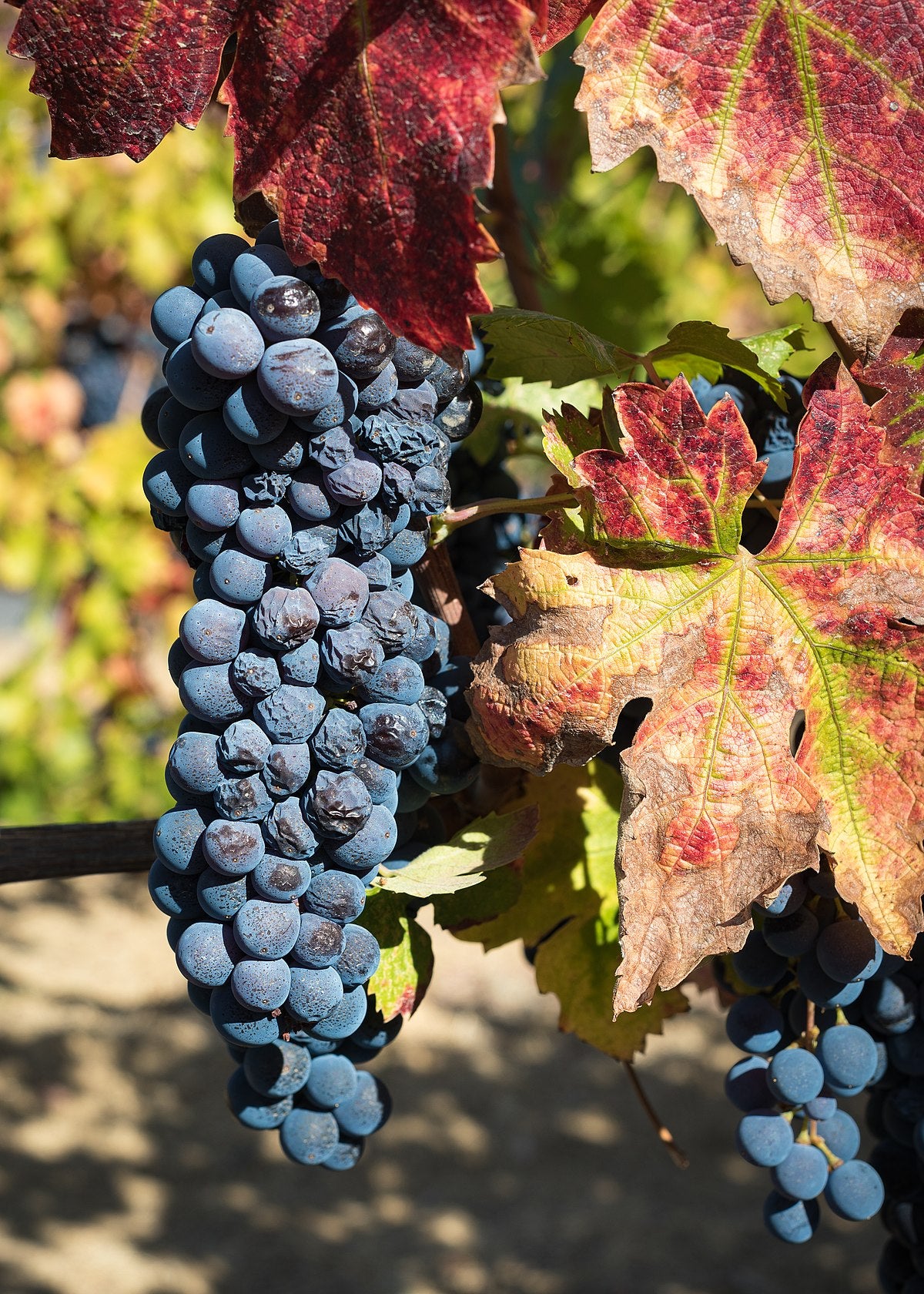 Zinfandel Grape Vine Seeds (Vitis vinifera / Common Name: Zinfandel Grape)