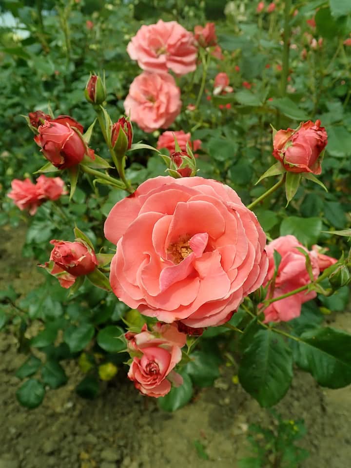Heirloom Rose Flower Seeds for Planting – Non-GMO Seeds for Vibrant Garden Blooms