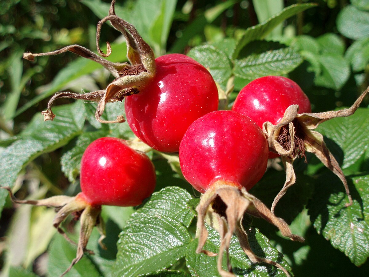 Rose Hip – Nutrient-Dense Superfruit for Teas, Oils &al Remedies