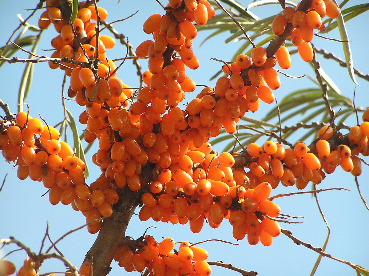 Sea Buckthorn – Nutrient-Packed Superfruit with a Tangy Twist