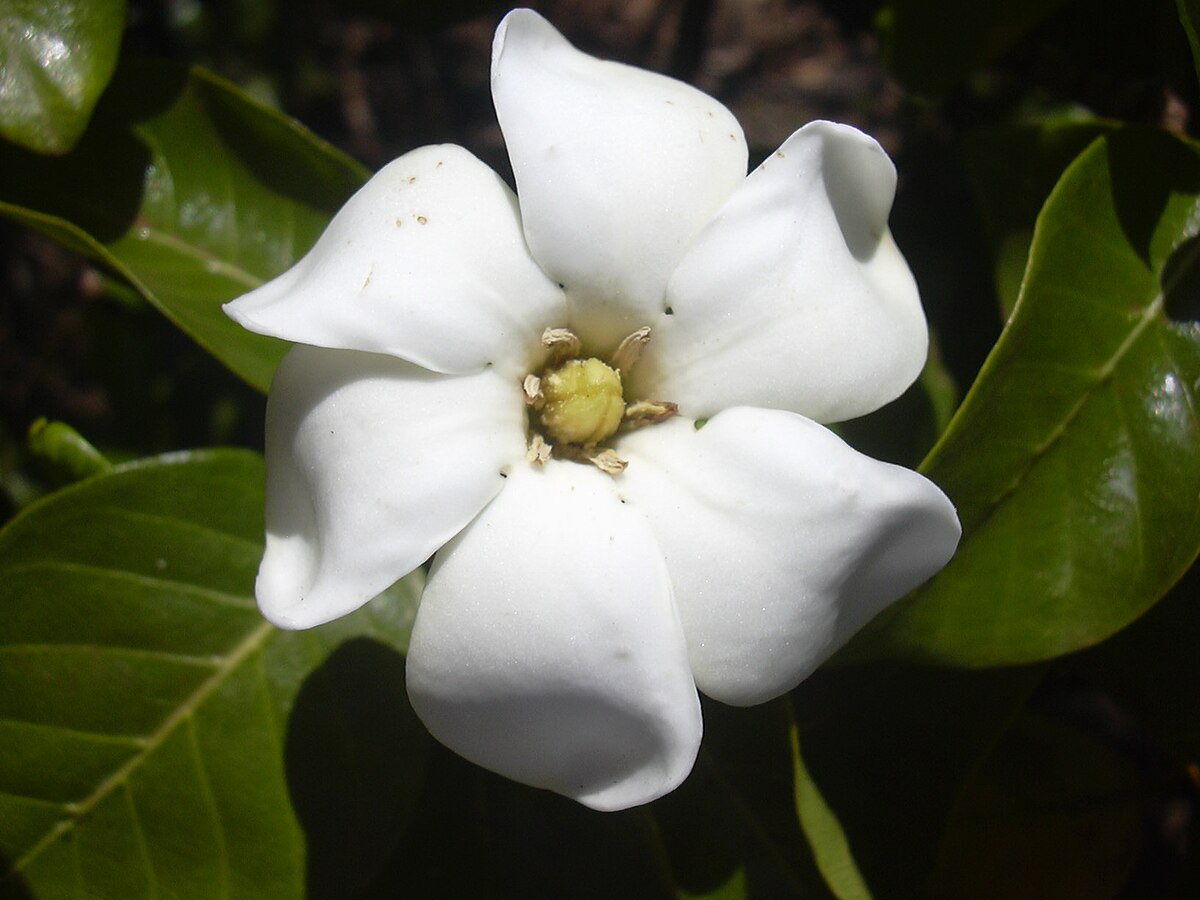 Gardenia Radicans Dwarf