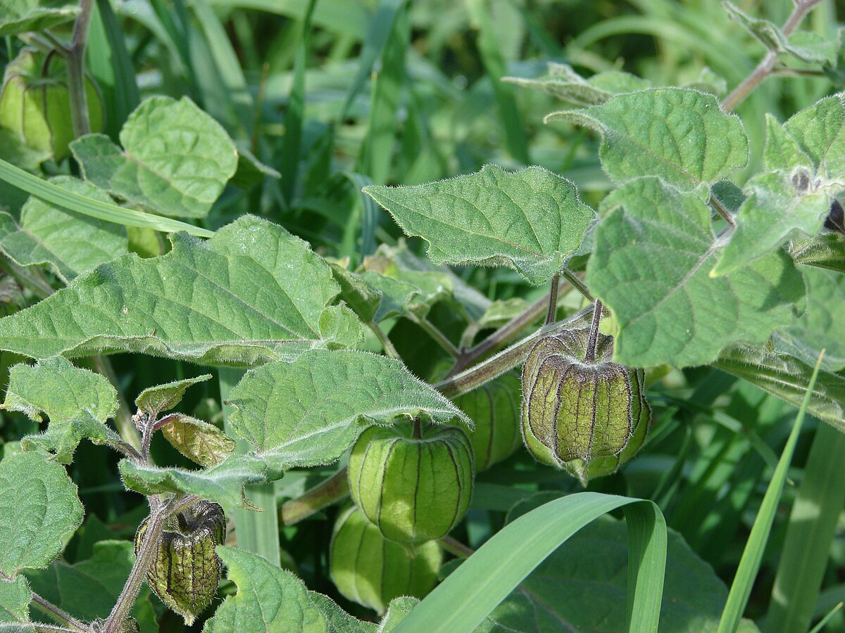 Physalis (Physalis peruviana) – Golden Berry, Inca Berry, or Cape Gooseberry