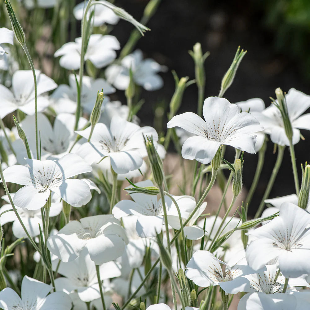 Heirloom Agrostemma Ocean Pearl Flower Seeds, Non-GMO Elegant Blooms for Planting - Agrostemma for planting in home garden