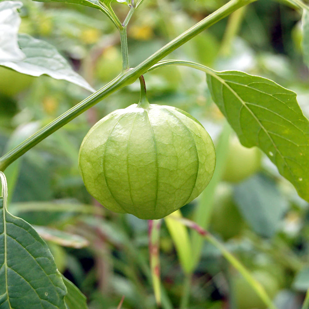 Cream Tomatillo Fruit Seeds - Tangy Fruit for Salsa and Sauces