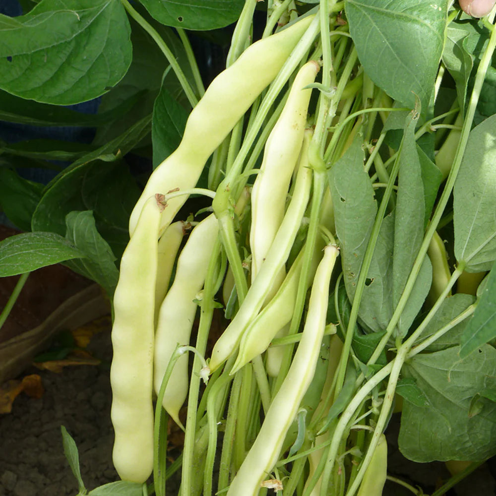 Capitano Bush Bean Seeds | Flat Yellow Italian Wax Beans – Heirloom, Non-GMO, High Germination Organic Garden Seeds