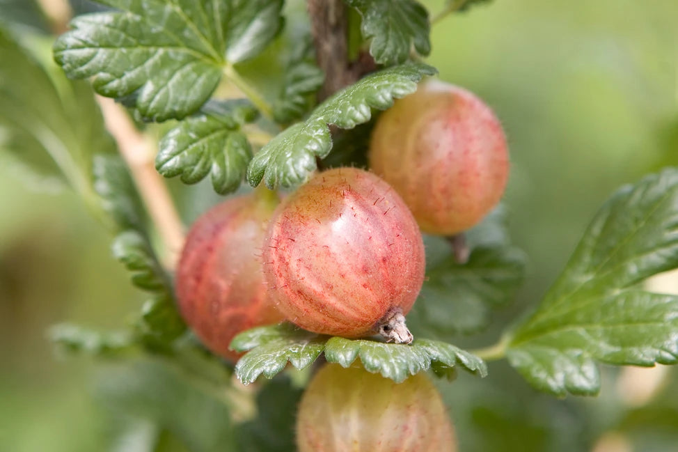 Gooseberry Whinhams Industry Fruit Seeds - Tart Berries for Home Gardens and Cooking, Heirloom Seeds