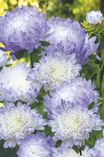 Aster Seeds (Pompon) - Blue and White