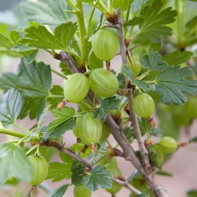 Gooseberry Whinhams Industry Fruit Seeds - Tart Berries for Home Gardens and Cooking, Heirloom Seeds