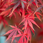 Maroon Suminagashi Plant Seeds for planting in home garden