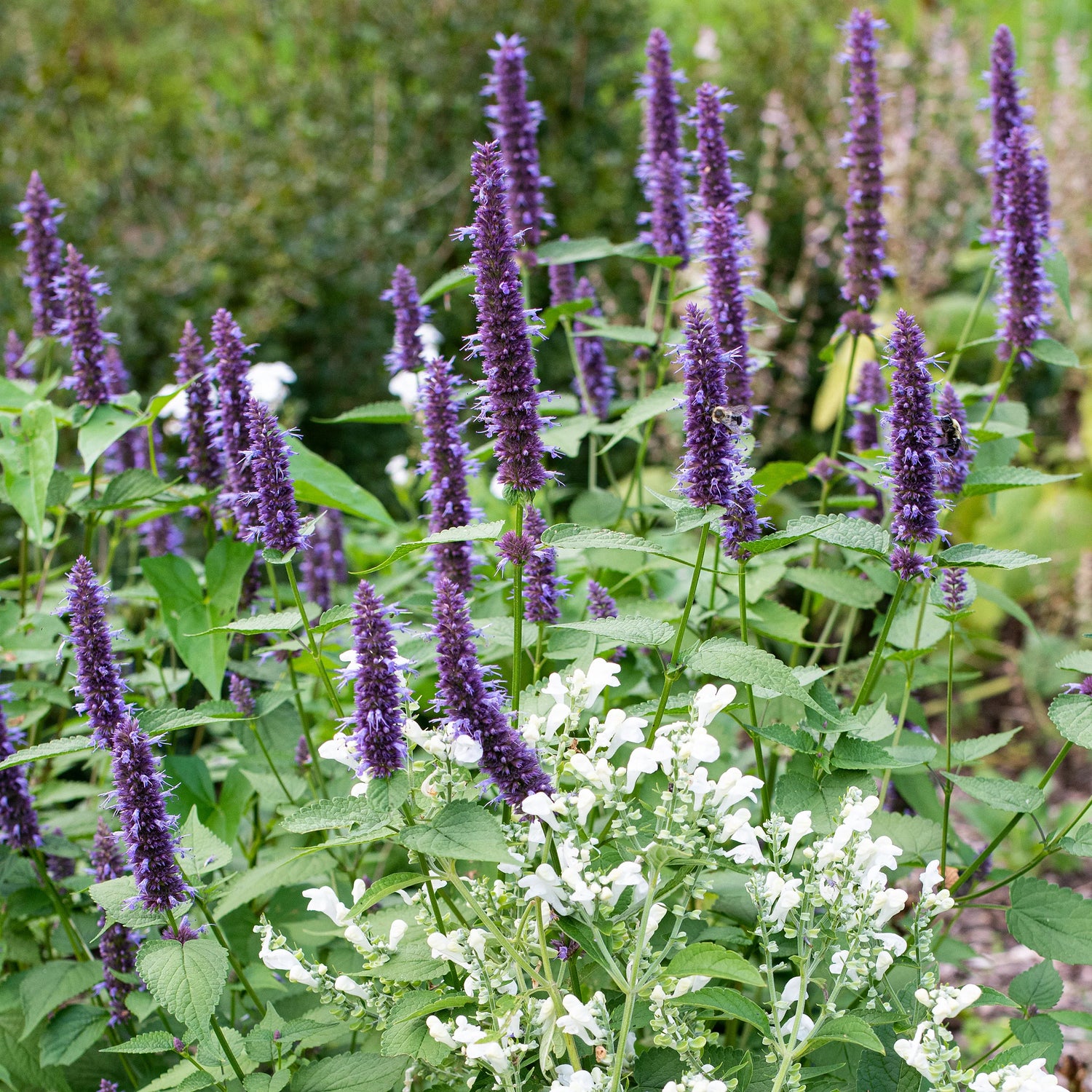 Agastache Korean Zest Organic