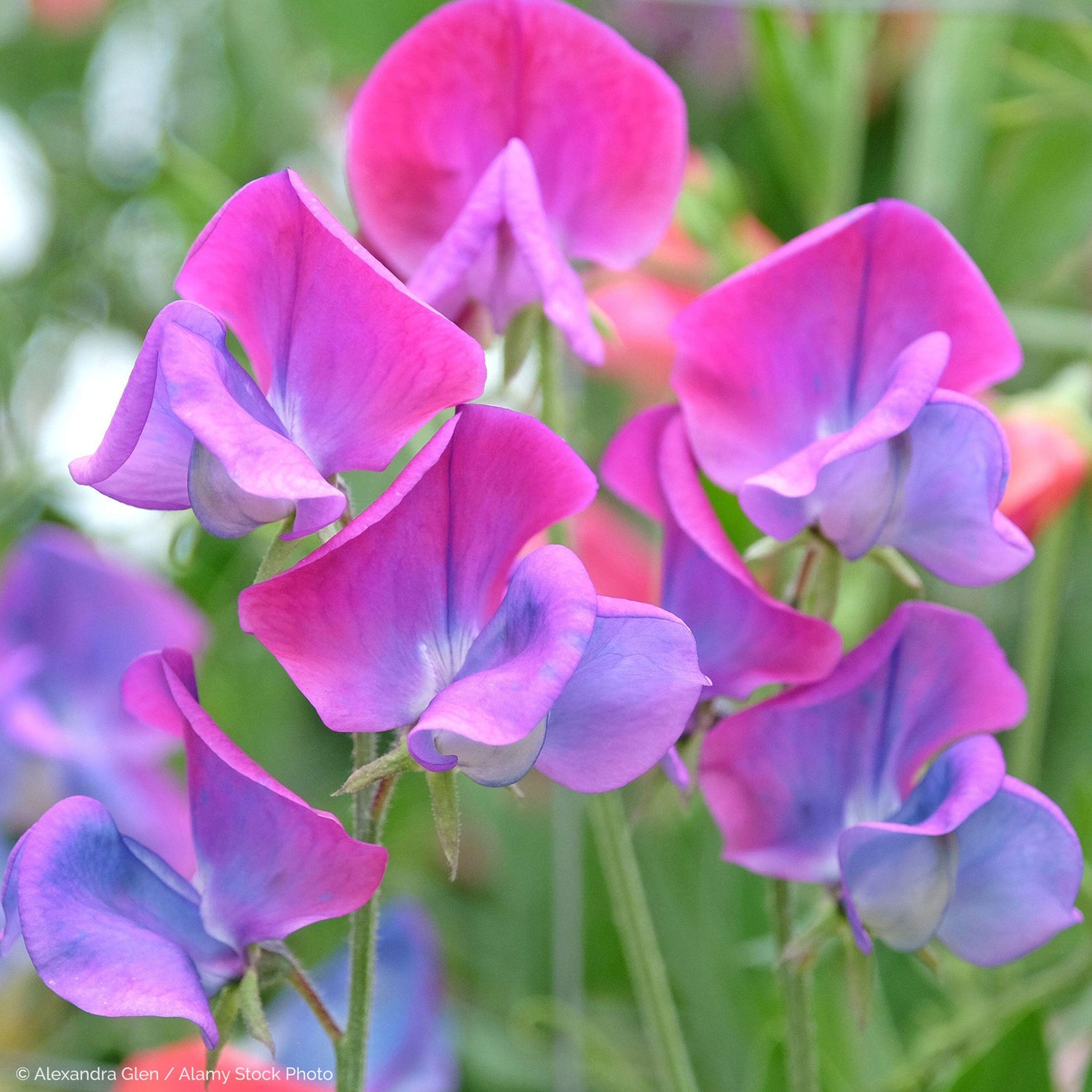 Royal Family Mix Sweet Pea