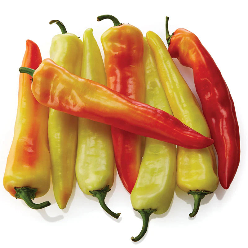 Sweet Sunset Hybrid Pepper Seeds | Multicolor Long Sweet Peppers – Heirloom, Non-GMO, High Germination Organic Garden Seeds