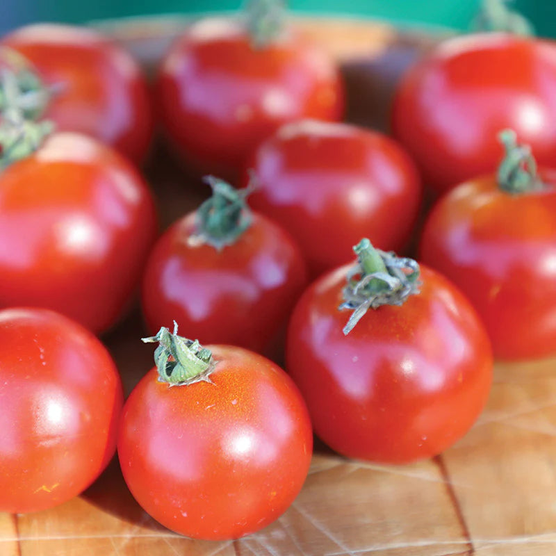 Red Racer Hybrid Tomato Seeds – Heirloom, Non-GMO, High Germination Organic Garden Seeds