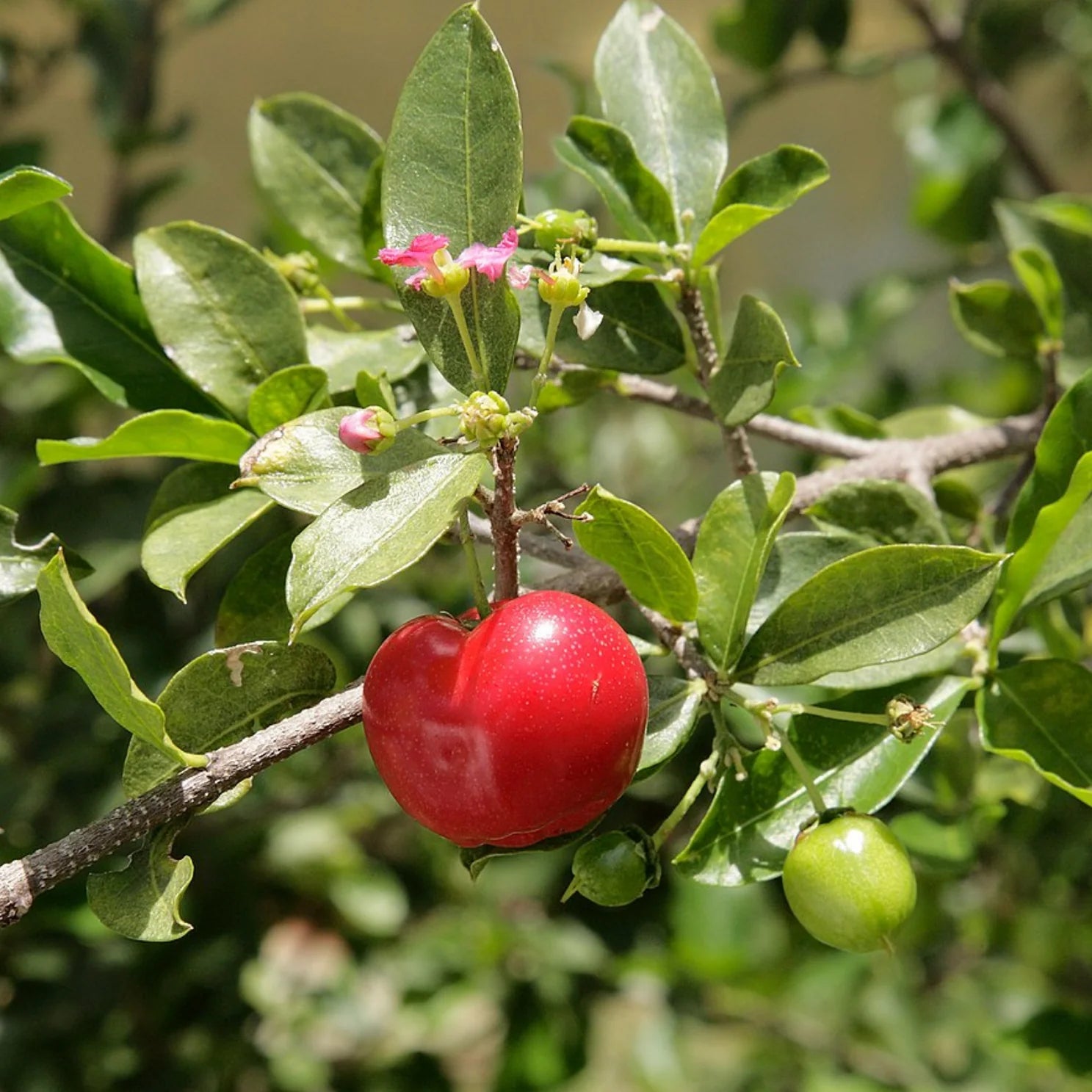 Red Eugenia Rhombea Fruit Seeds - Tropical Fruits for Your Garden