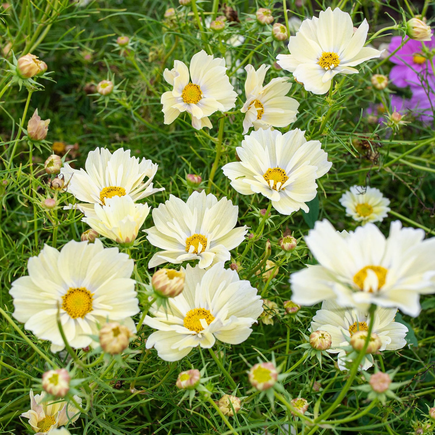 Cosmos Seeds - Xanthos