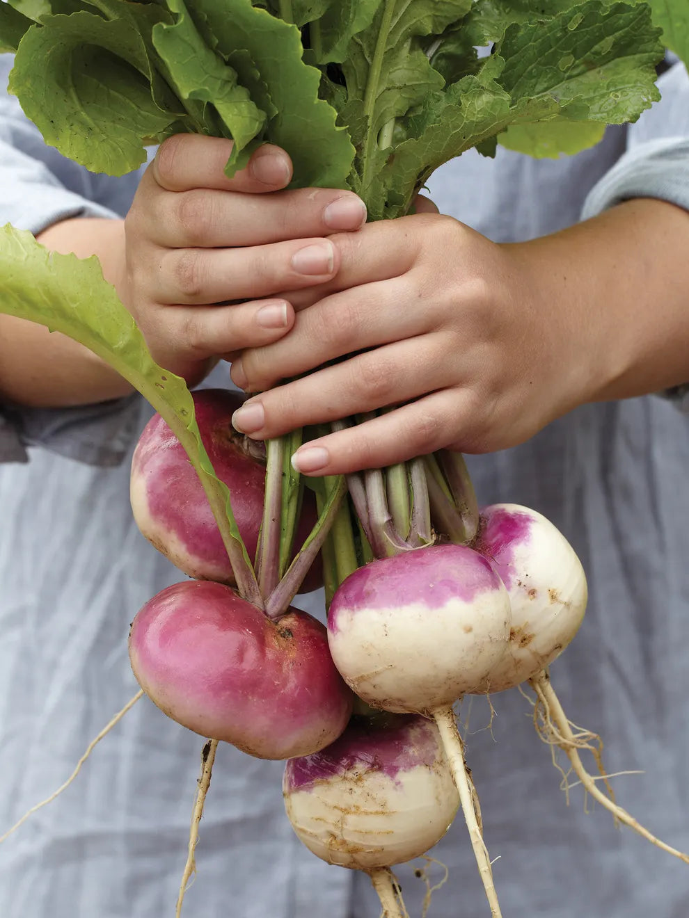 Turnip Seeds - Purple Top White Globe