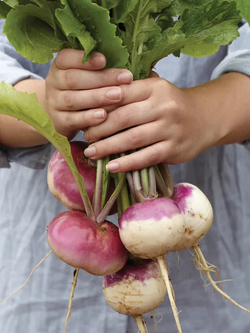 Turnip Seeds (Organic) - Purple Top White Globe