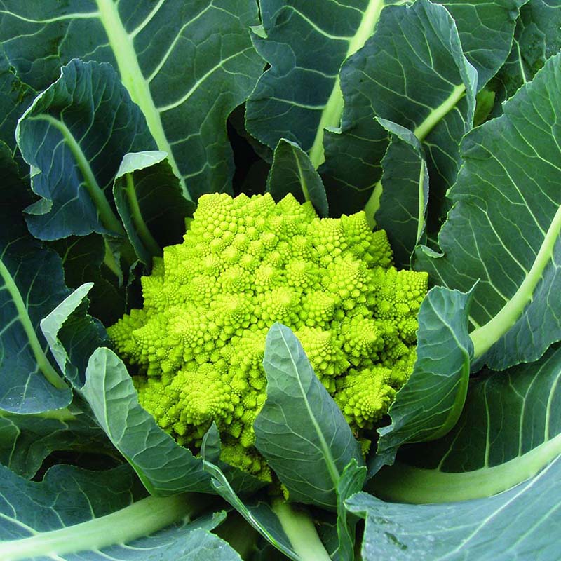 Veronica Cauliflower Seeds Heirloom Non-GMO High Germination Organic Garden Seeds