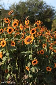 Sunflower Helianthus annuus Flower Seeds for Planting Easy Grow Orange in Backyard Garden