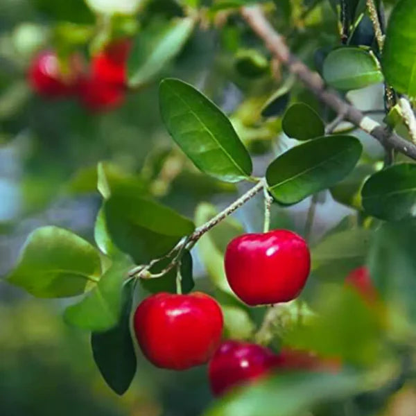 Red Eugenia Rhombea Fruit Seeds - Tropical Fruits for Your Garden