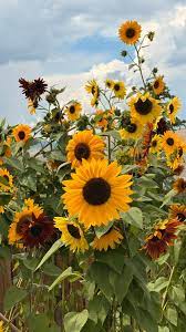 Sunflower Helianthus annuus Flower Seeds for Planting Easy Grow Orange in Backyard Garden