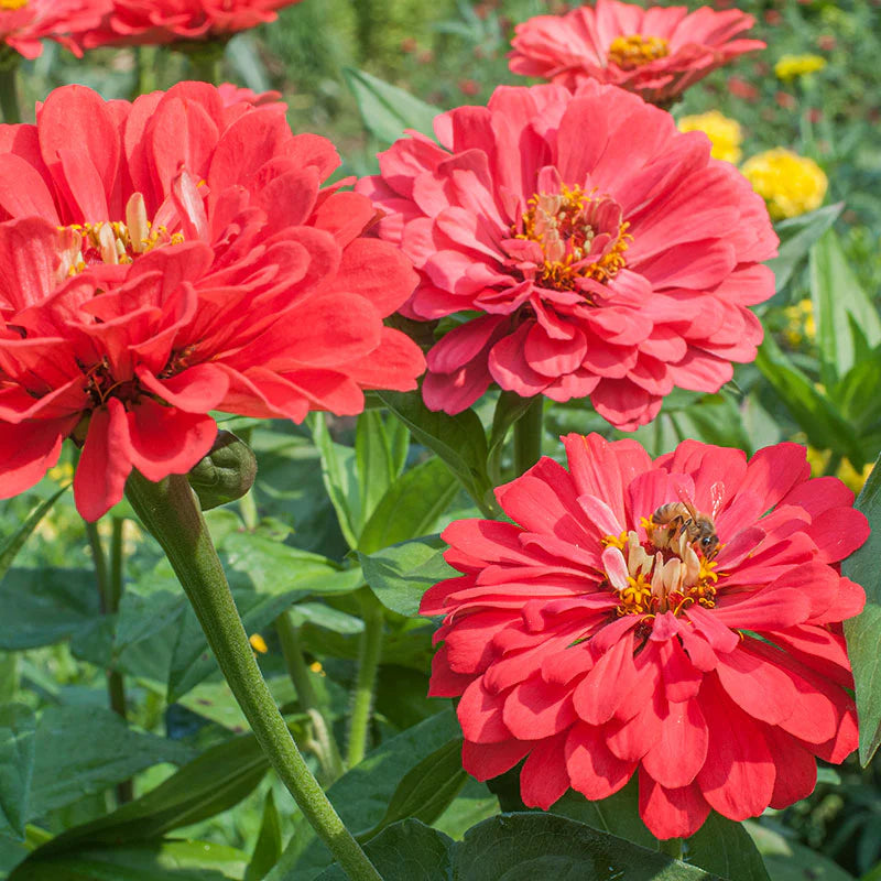 Zinnia Seeds - Benary Giant Coral