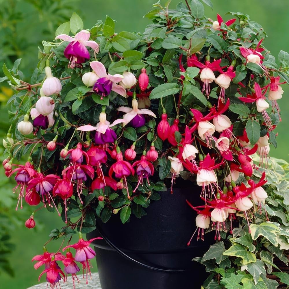 Multicolor Fuchsia Lantern Flower Indoor & Balcony Plant Seeds