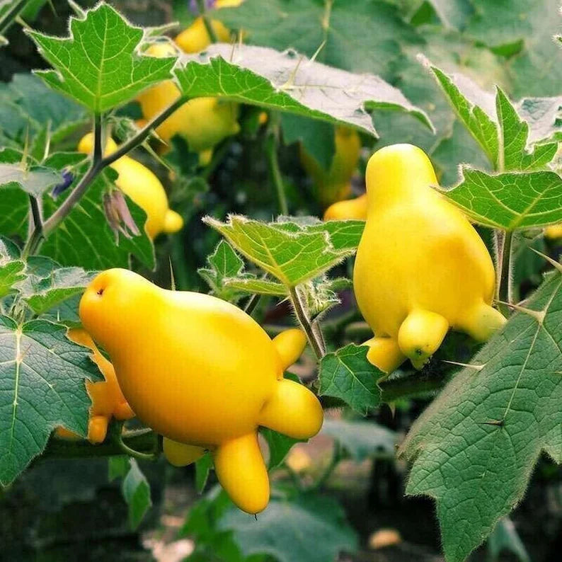 Nipple Fruit Seeds - Colorful and Unique Fruit for Your Garden