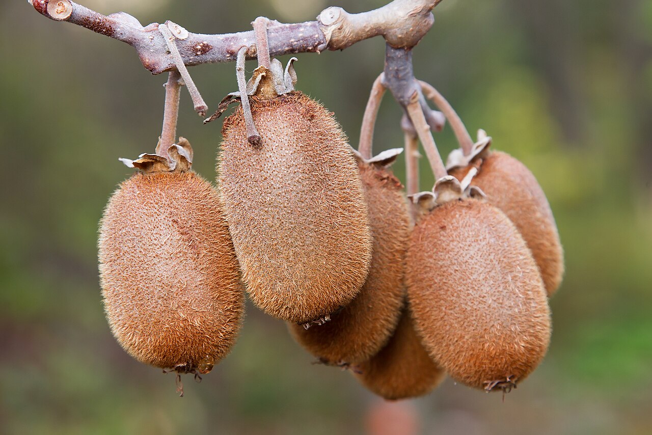 Kiwi Fruit Vine Seeds